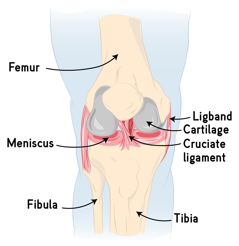 Description of the joint's structure.