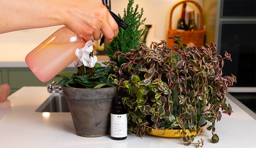 Plant spray with neem oil.