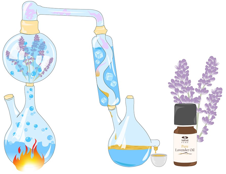 Picture of lab equipment that shows how the production process of essential oils is carried out. The end result shows PURE lavender oil in a bottle. 